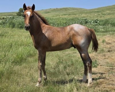 Gimli Bartender JW <BR>AQHA 6420081